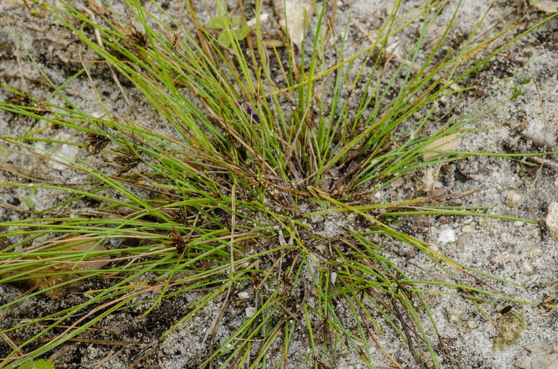 Florida Flatsedge