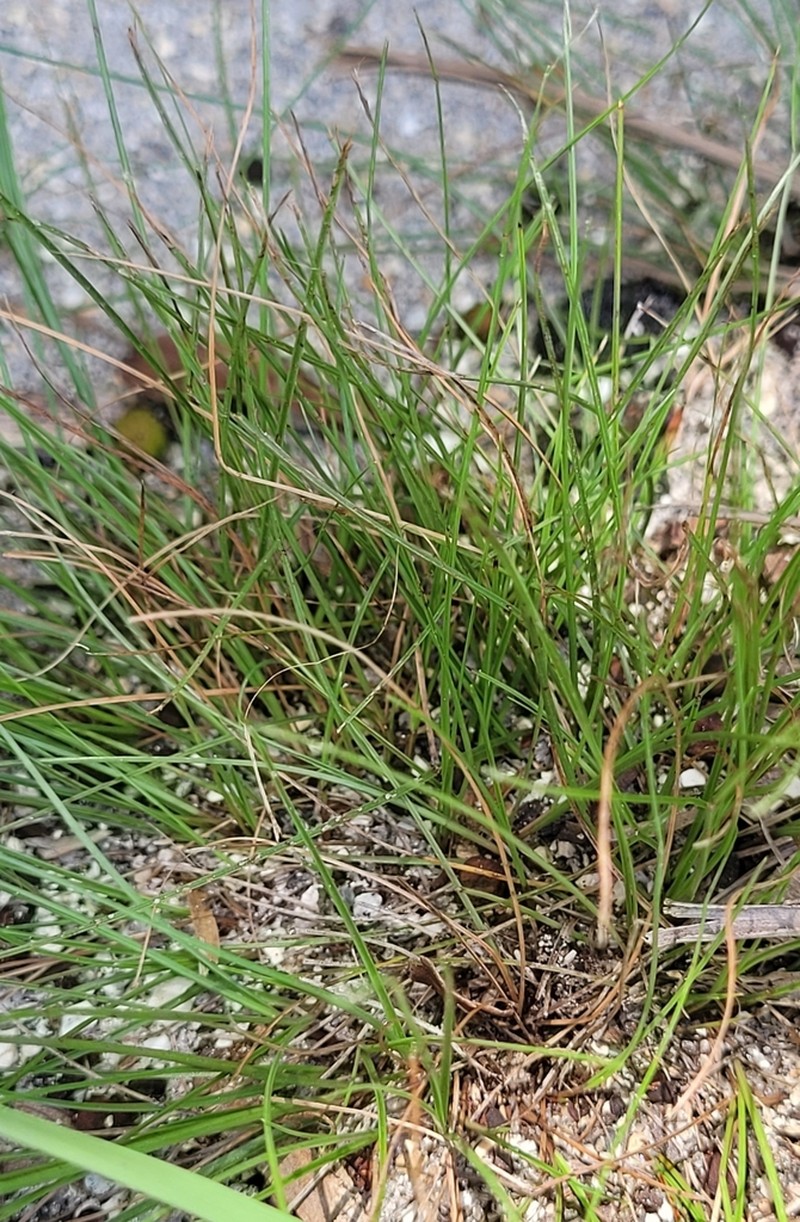 Florida Flatsedge photo 2