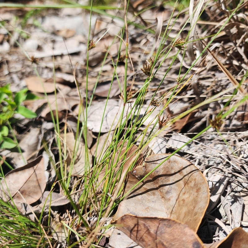 Florida Flatsedge photo 3