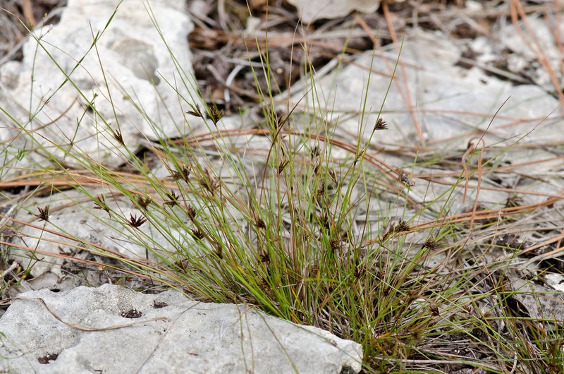 Florida Flatsedge photo 4