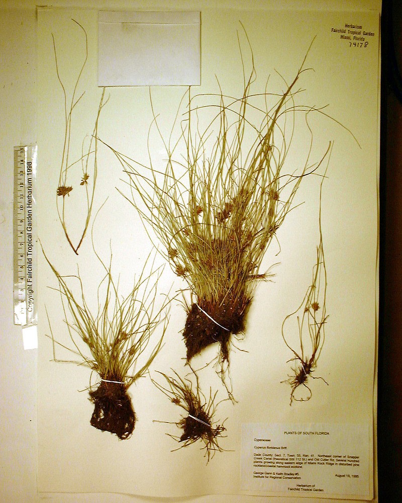 Florida Flatsedge photo 7