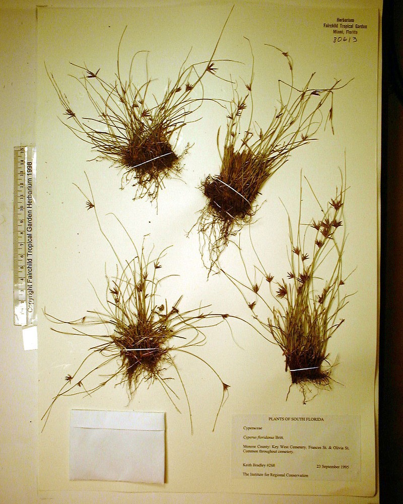 Florida Flatsedge photo 8