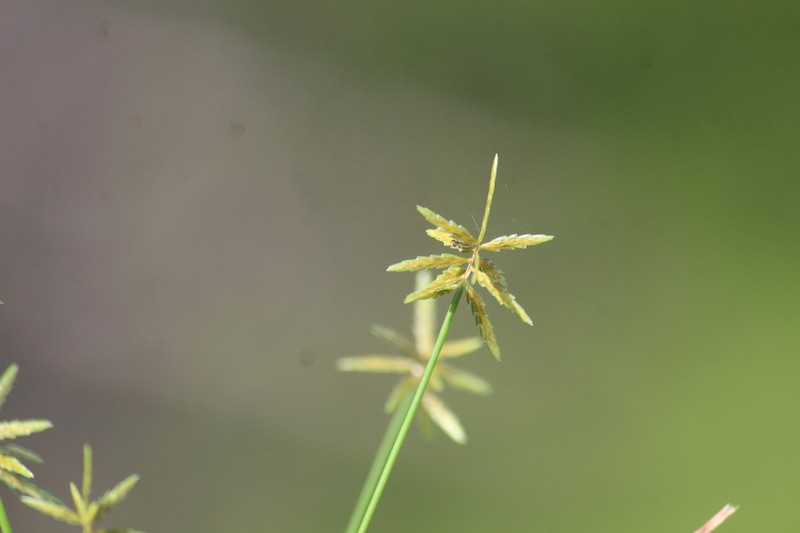 Withering Flatsedge photo 3