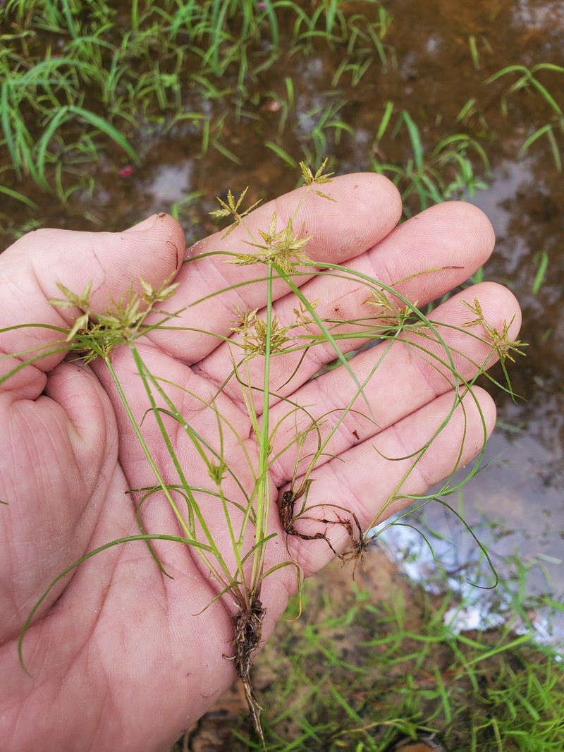 Withering Flatsedge photo 4