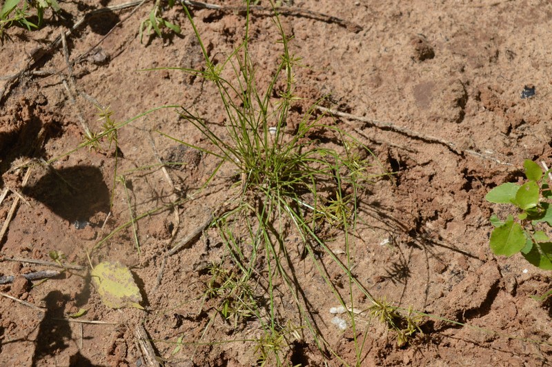 Withering Flatsedge photo 5