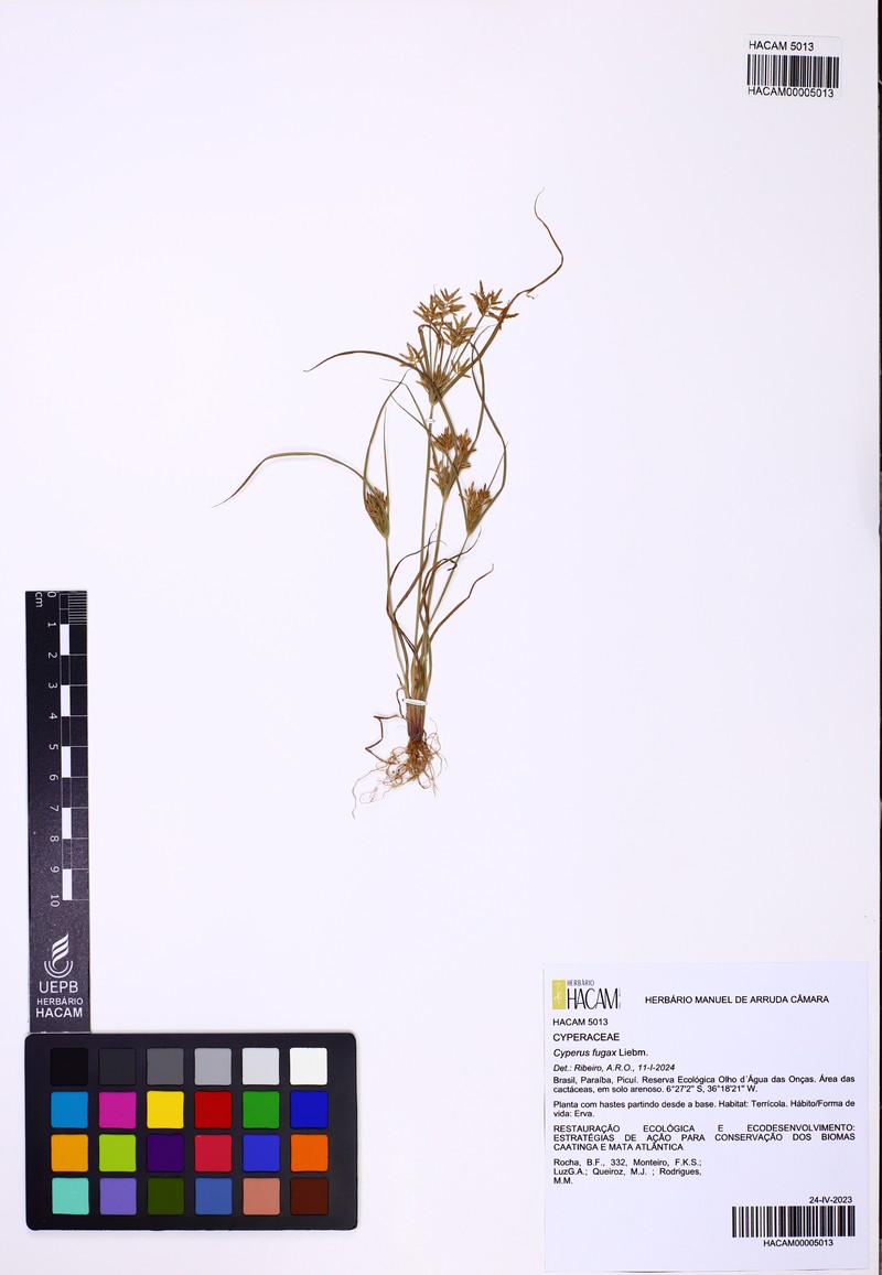Withering Flatsedge photo 6