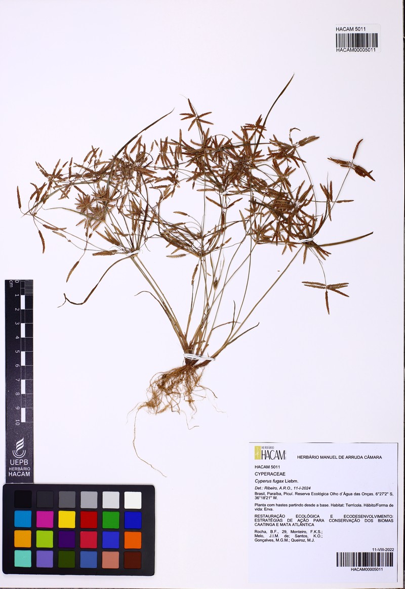 Withering Flatsedge photo 7
