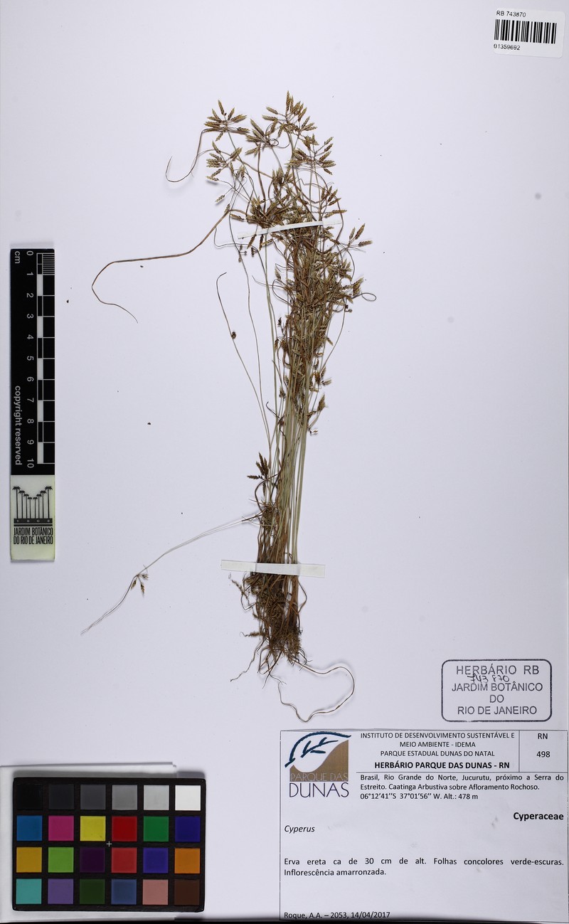 Withering Flatsedge photo 8