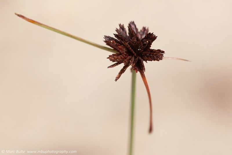 Limestone Flatsedge photo 2