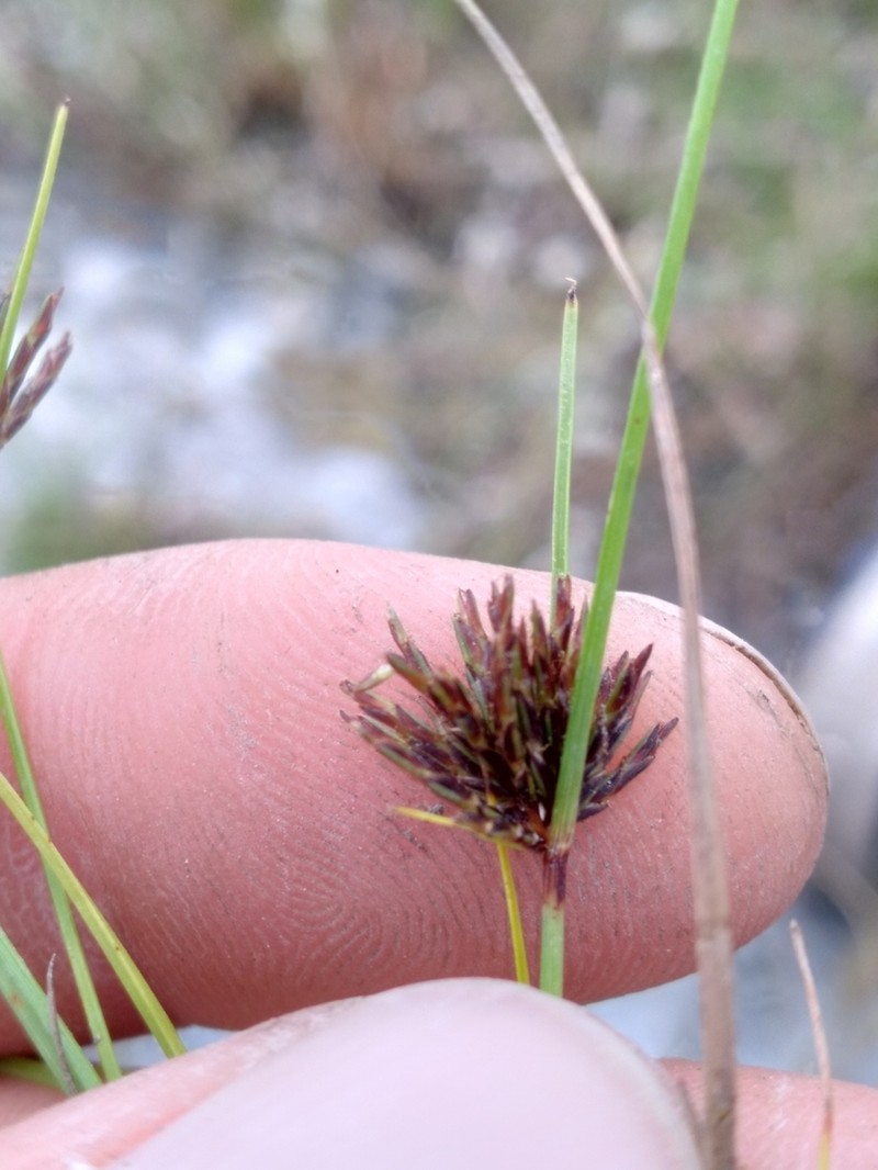 Limestone Flatsedge photo 3