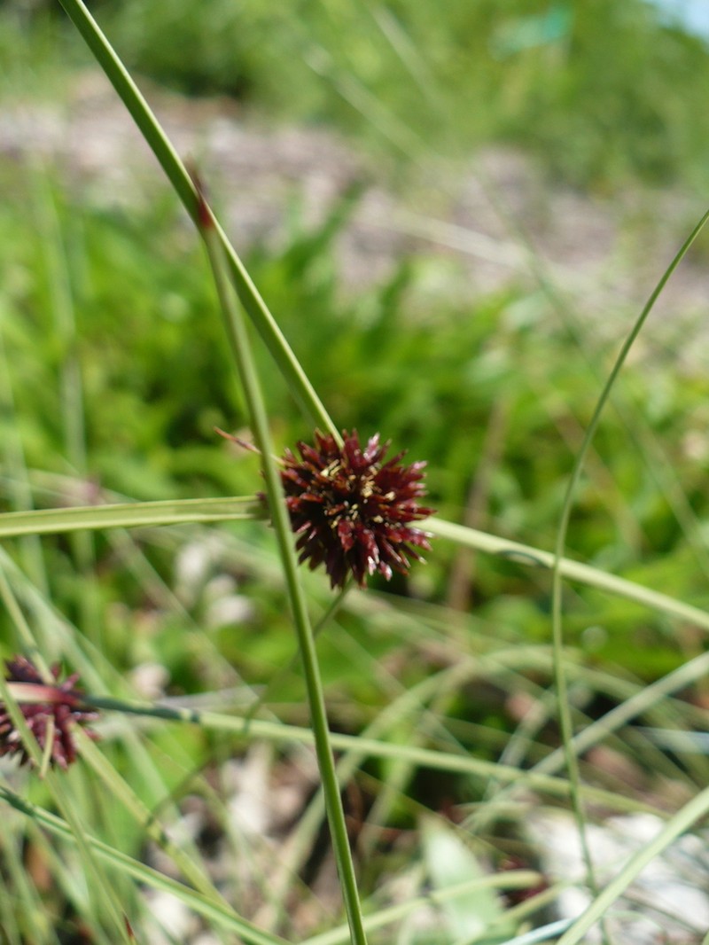 Limestone Flatsedge photo 4
