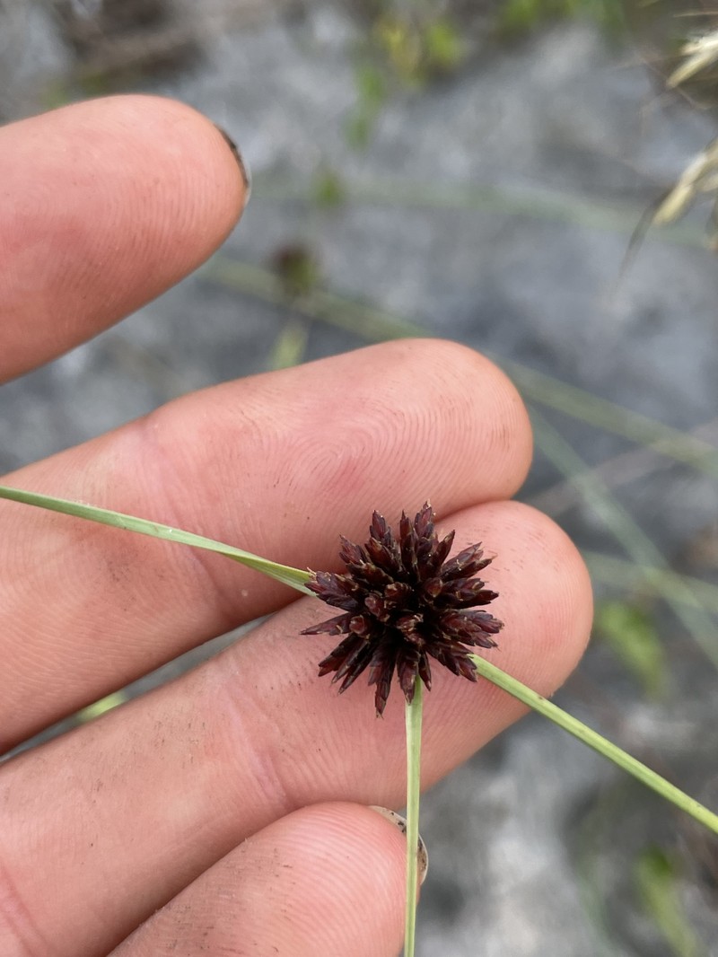 Limestone Flatsedge photo 7