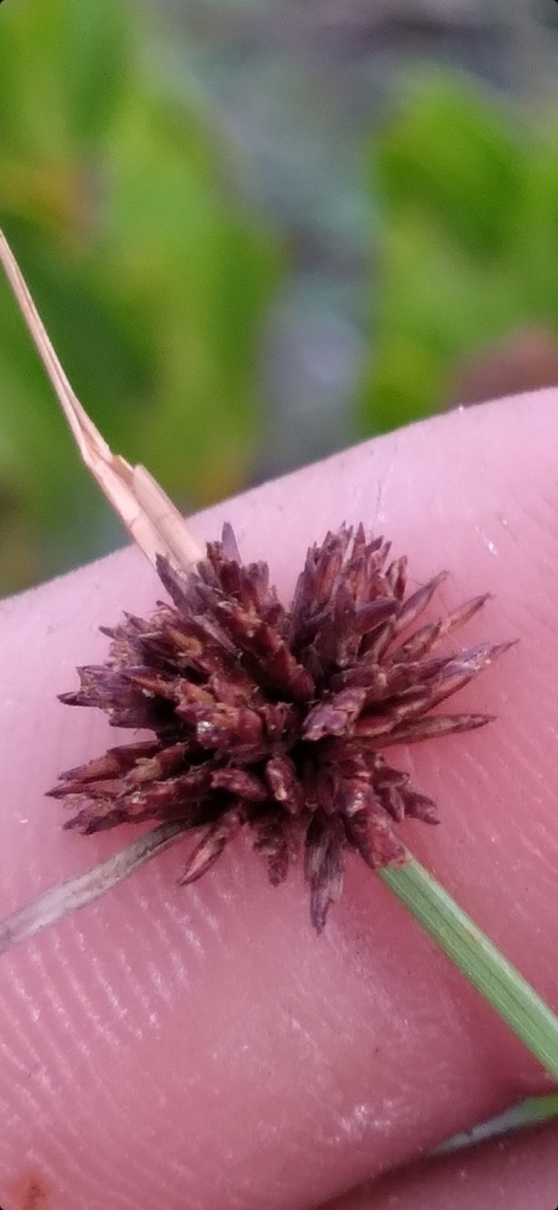 Limestone Flatsedge photo 8