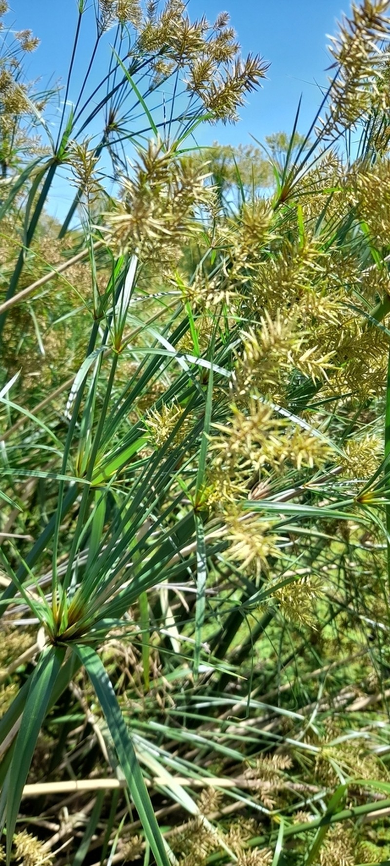 Giant Flatsedge