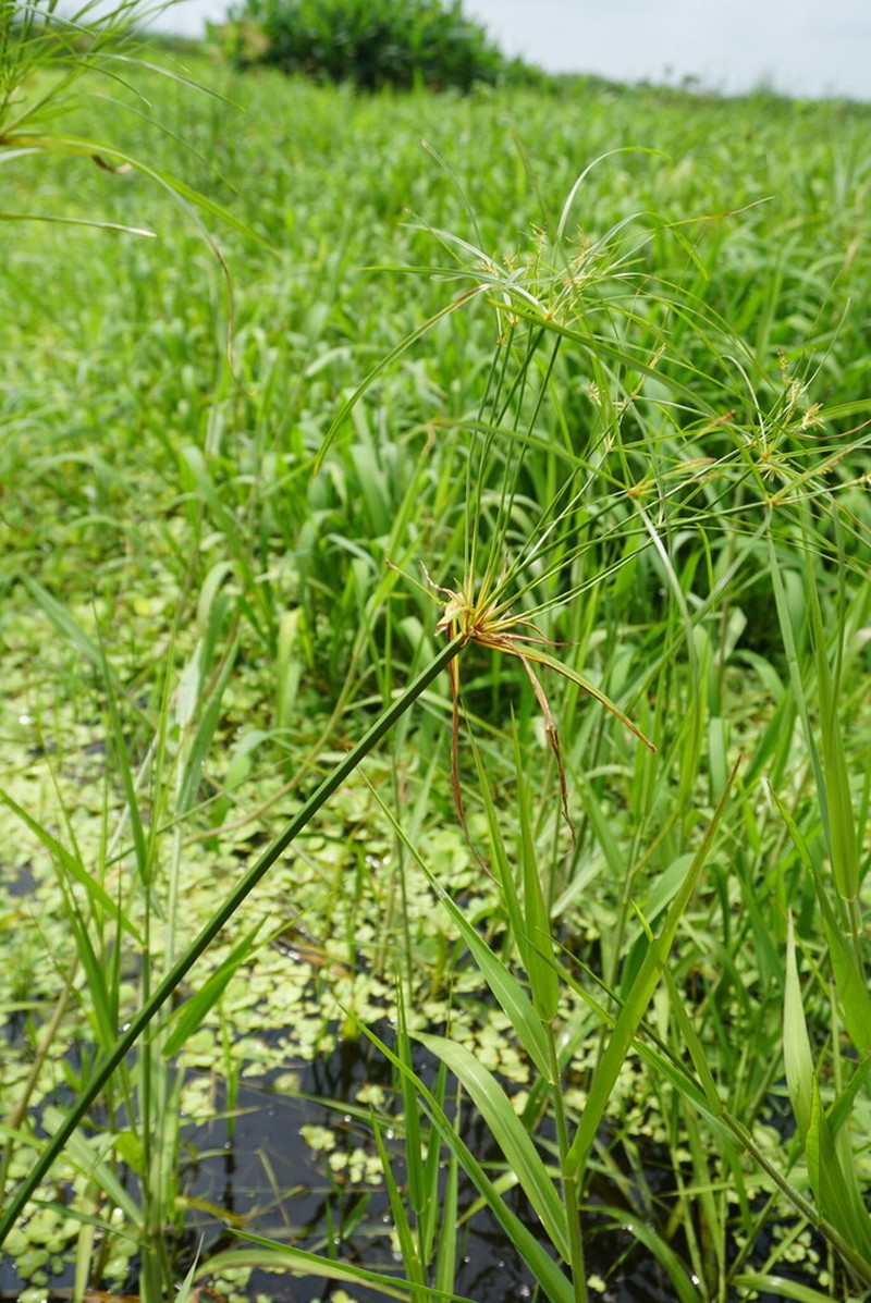 Giant Flatsedge photo 2