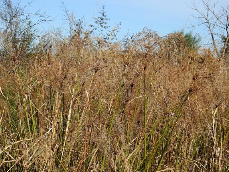 Giant Flatsedge photo 3