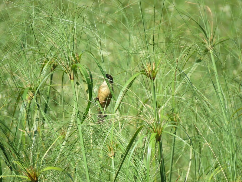 Giant Flatsedge photo 4