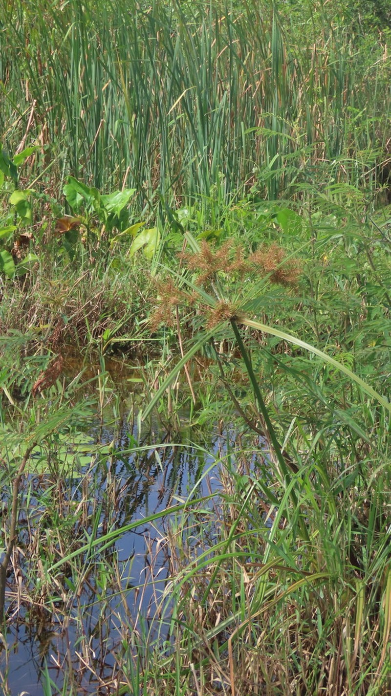 Giant Flatsedge photo 5