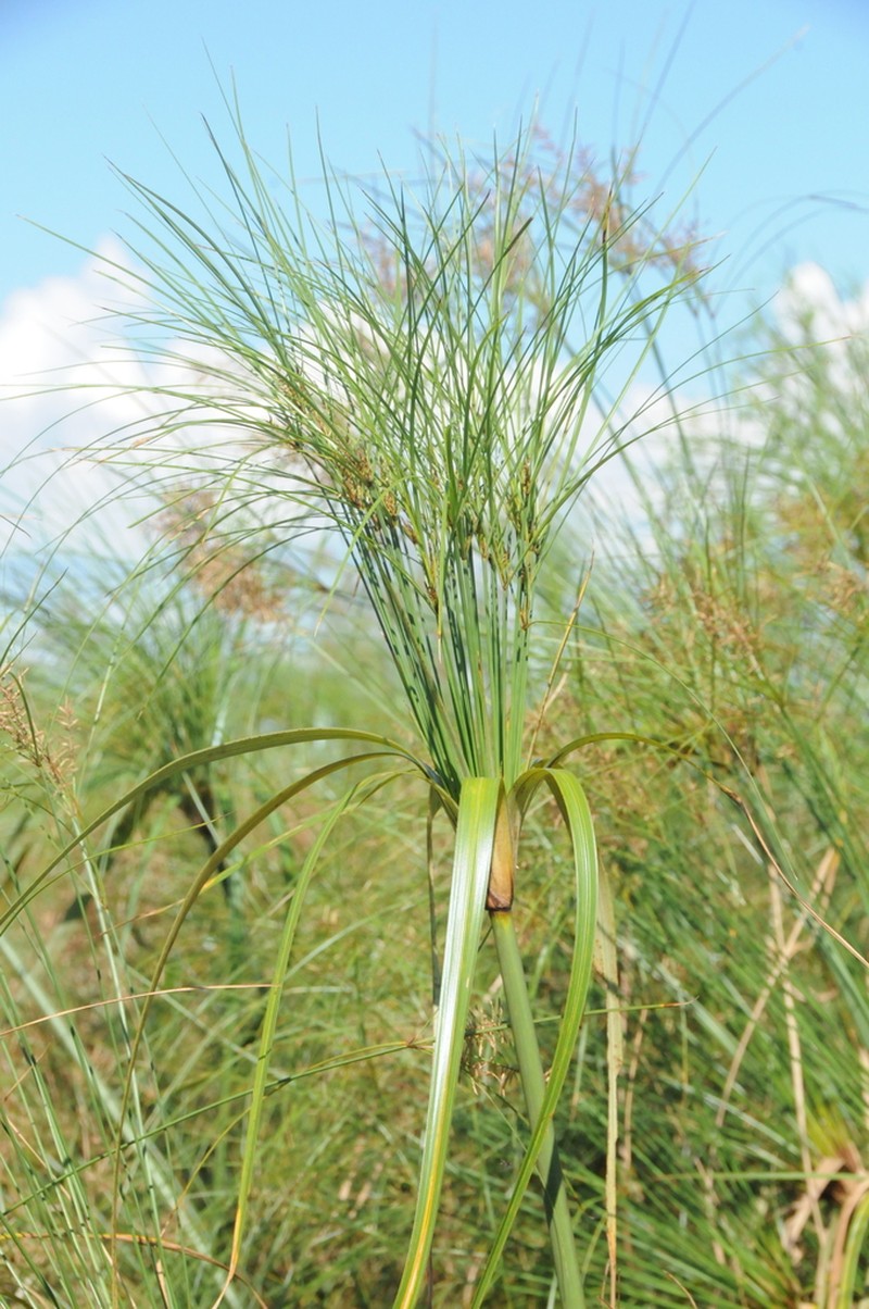 Giant Flatsedge photo 6