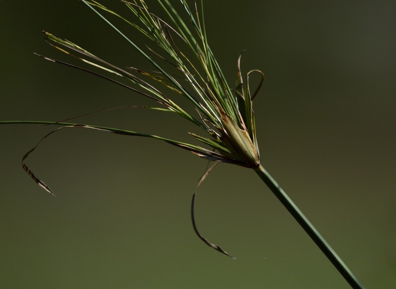 Giant Flatsedge photo 7