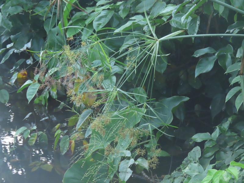 Giant Flatsedge photo 8