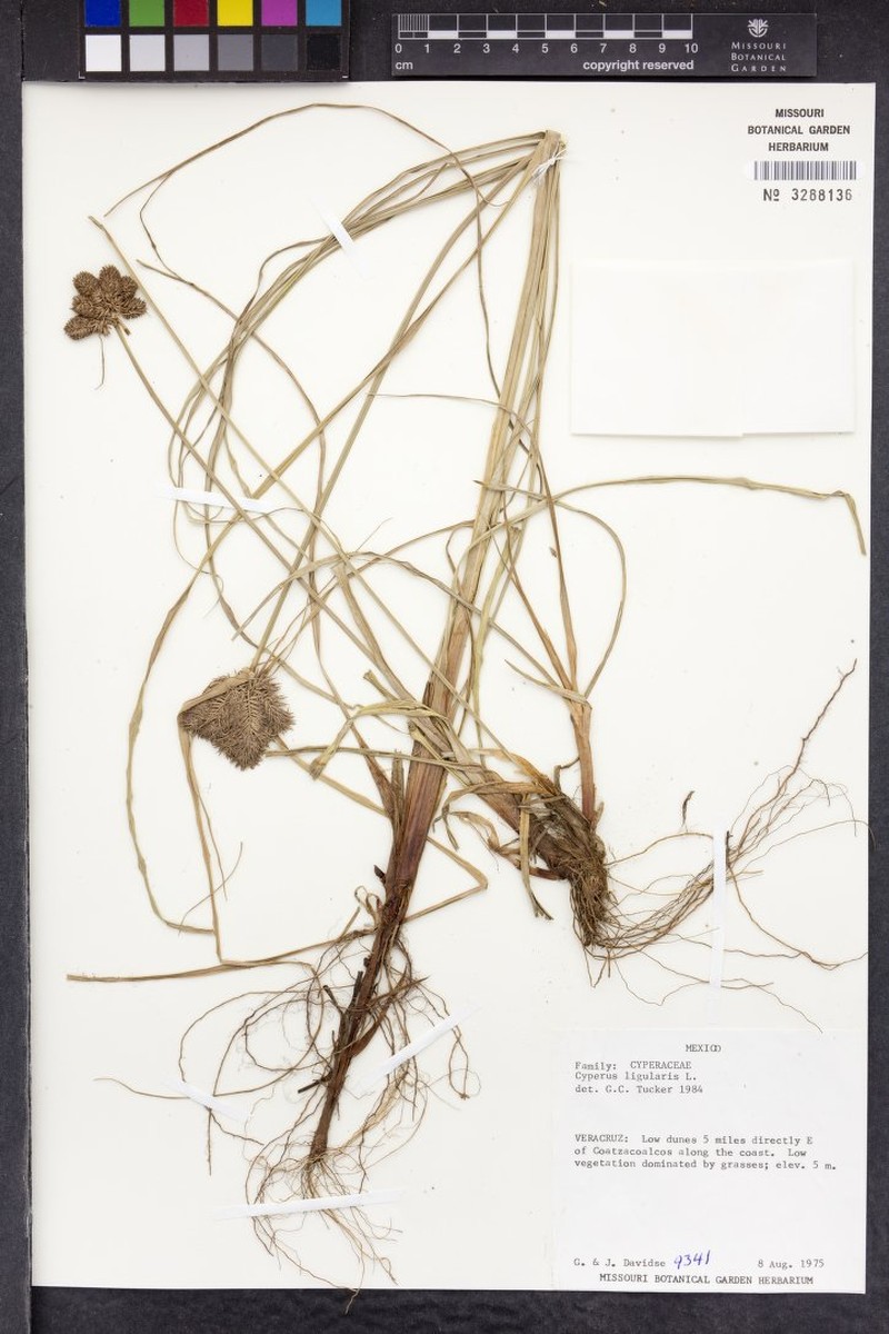 Cyperus gonzaleziae