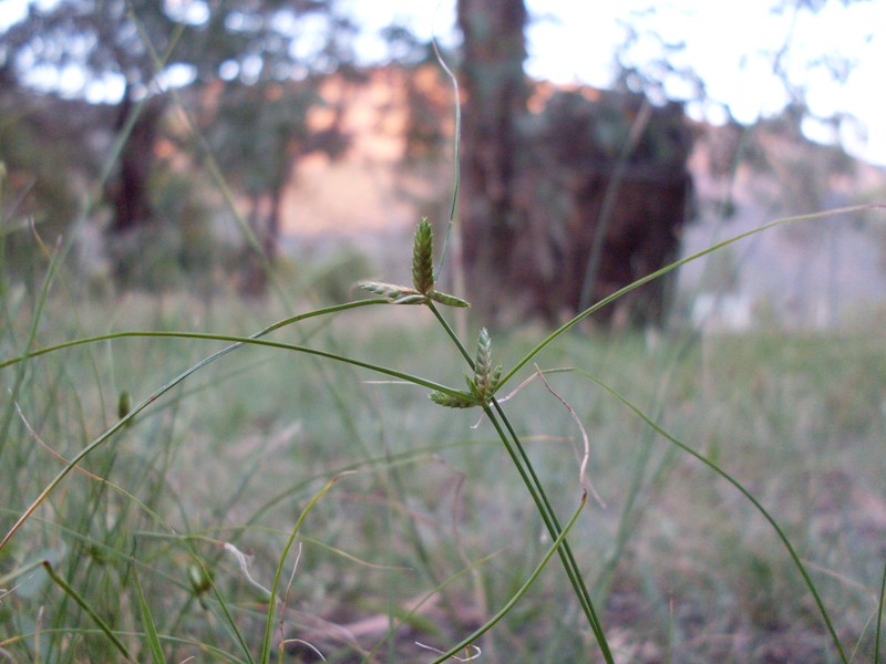 Slimjim Flatsedge photo 4