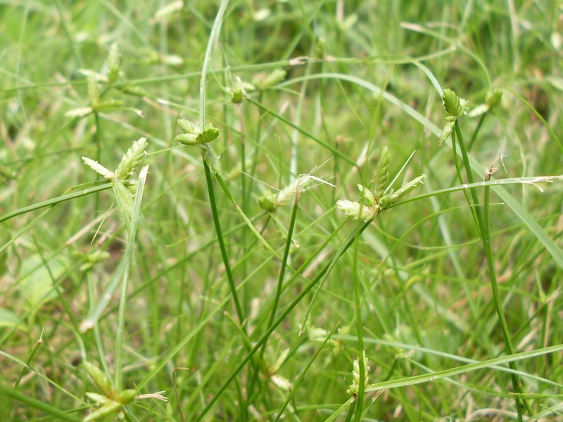 Slimjim Flatsedge photo 5
