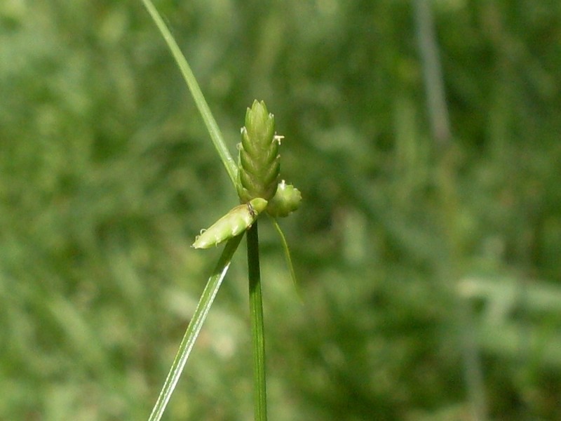 Slimjim Flatsedge photo 6