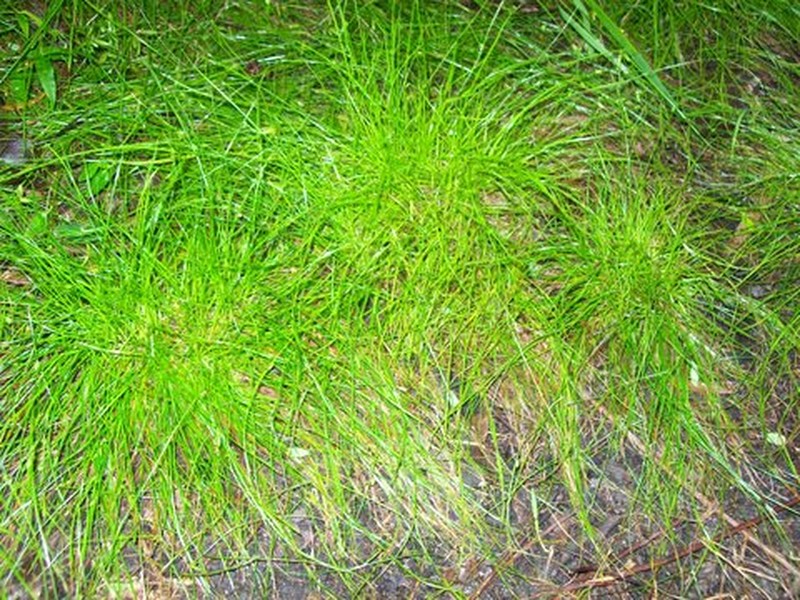 Slimjim Flatsedge