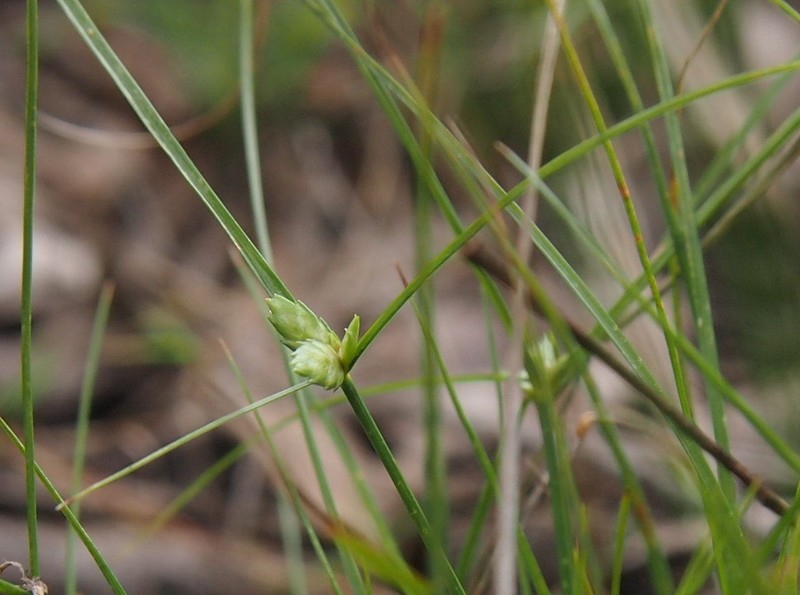 Slimjim Flatsedge photo 2