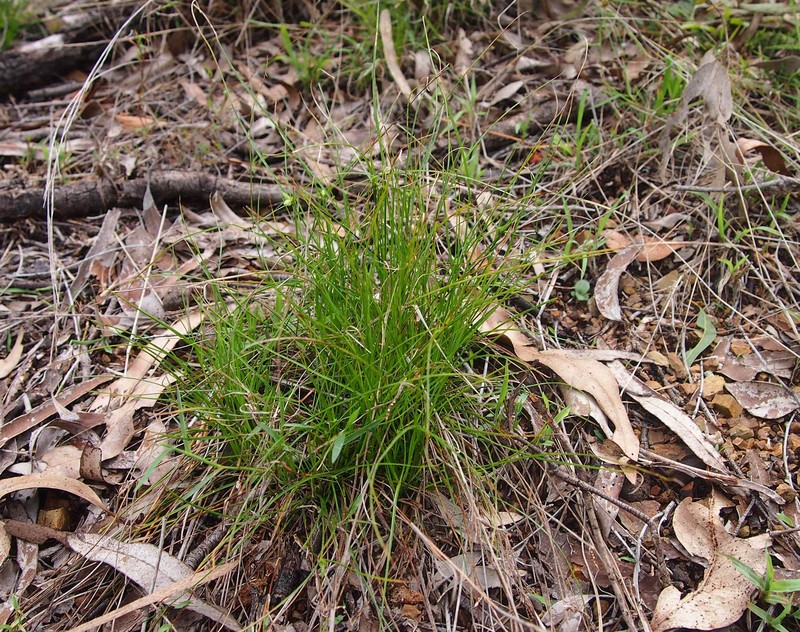 Slimjim Flatsedge photo 3