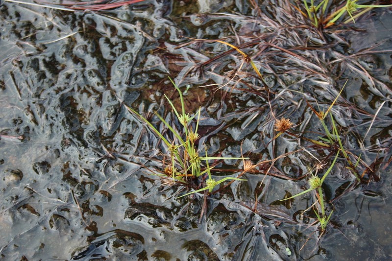 Granite Flatsedge