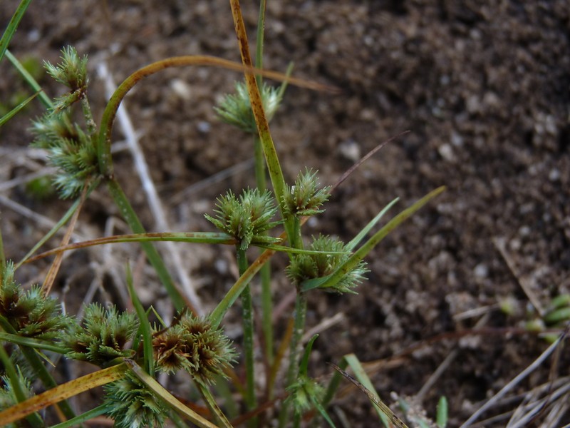 Granite Flatsedge photo 2
