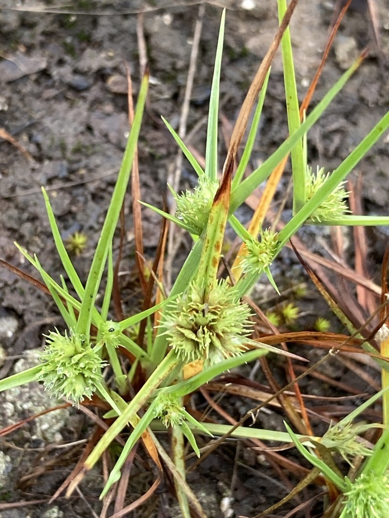 Granite Flatsedge photo 3
