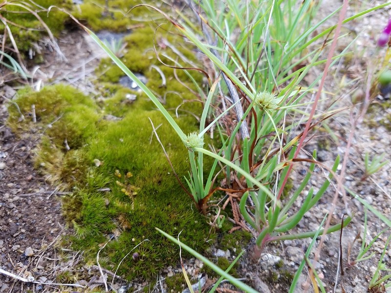 Granite Flatsedge photo 4