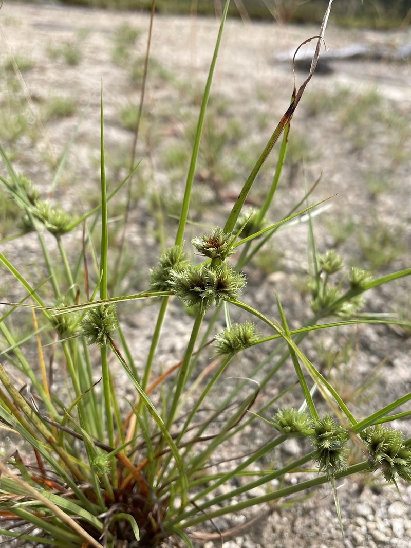 Granite Flatsedge photo 5