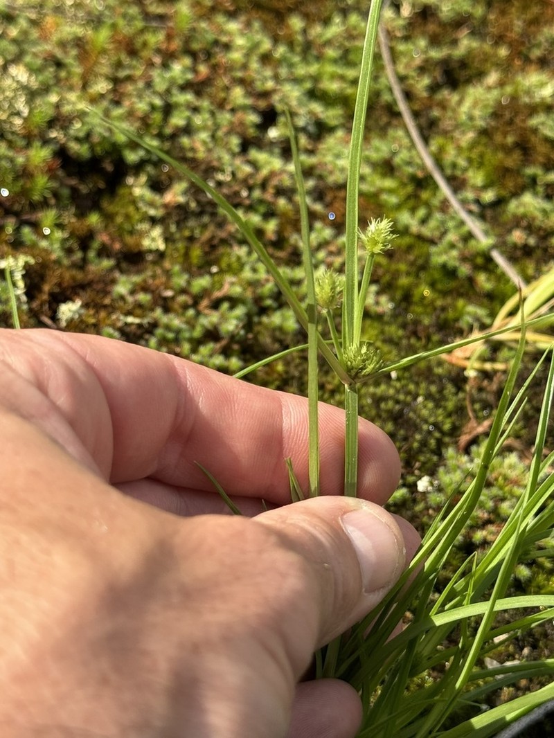 Granite Flatsedge photo 6