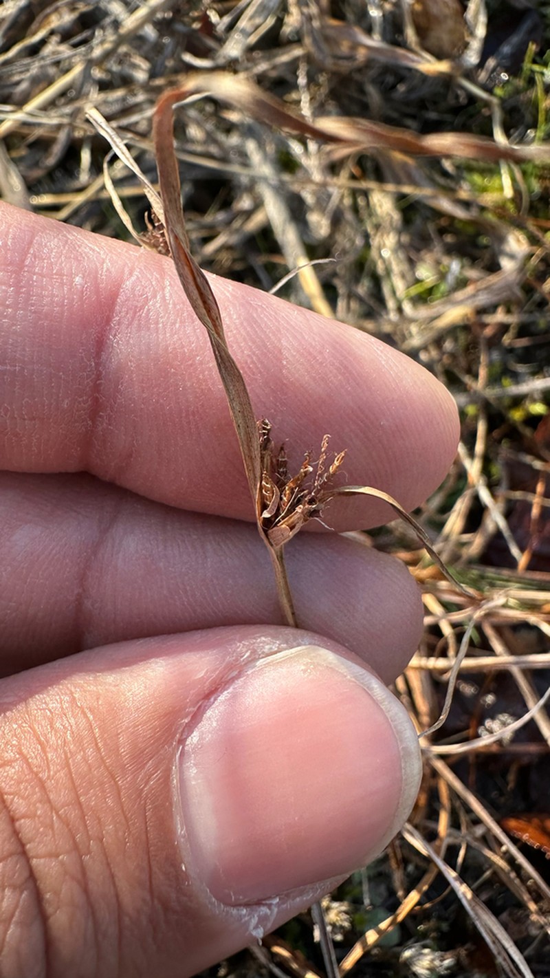 Granite Flatsedge photo 7