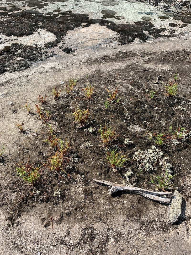 Granite Flatsedge photo 8