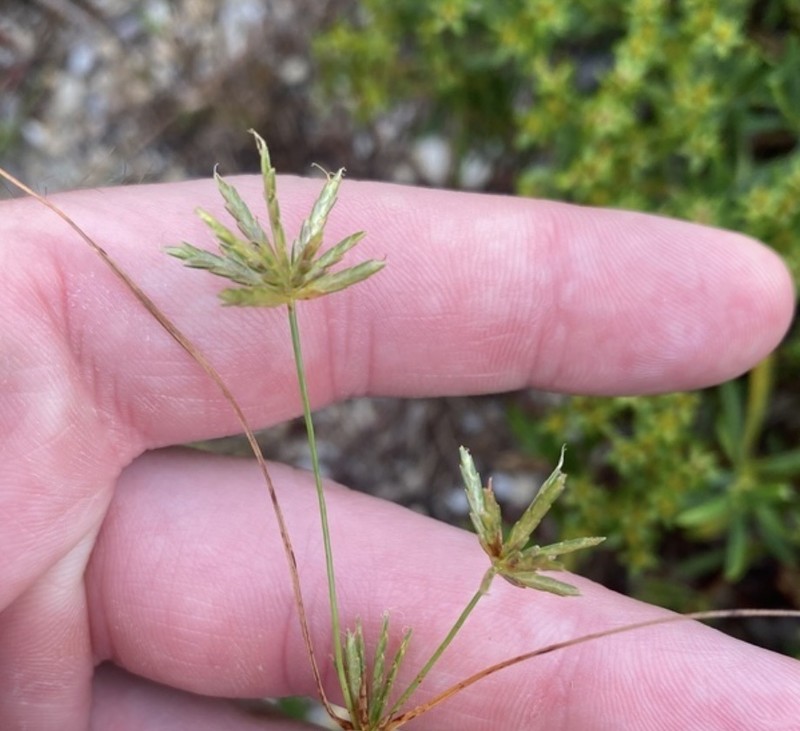 Gray's Flatsedge
