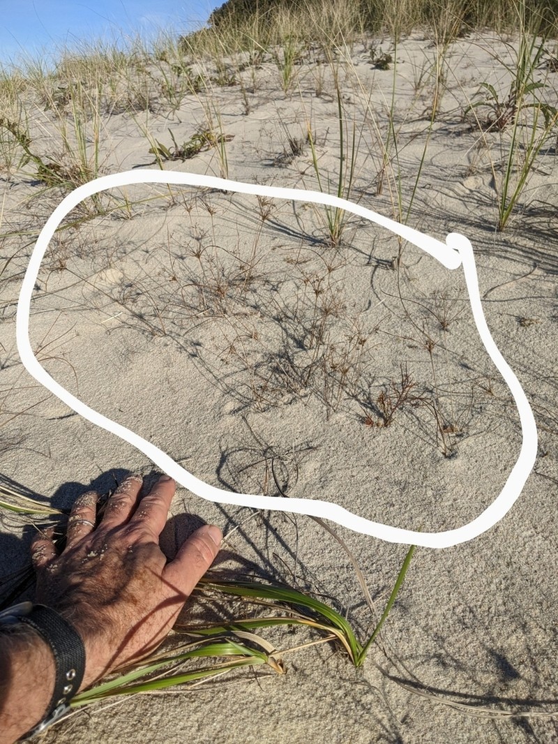 Gray's Flatsedge photo 2