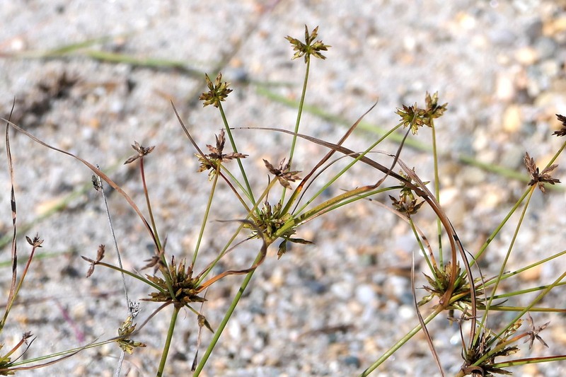 Gray's Flatsedge photo 3