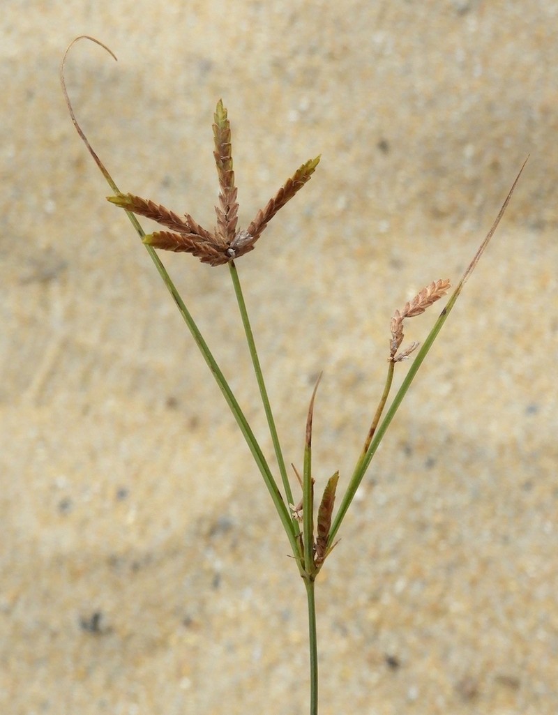 Gray's Flatsedge photo 4