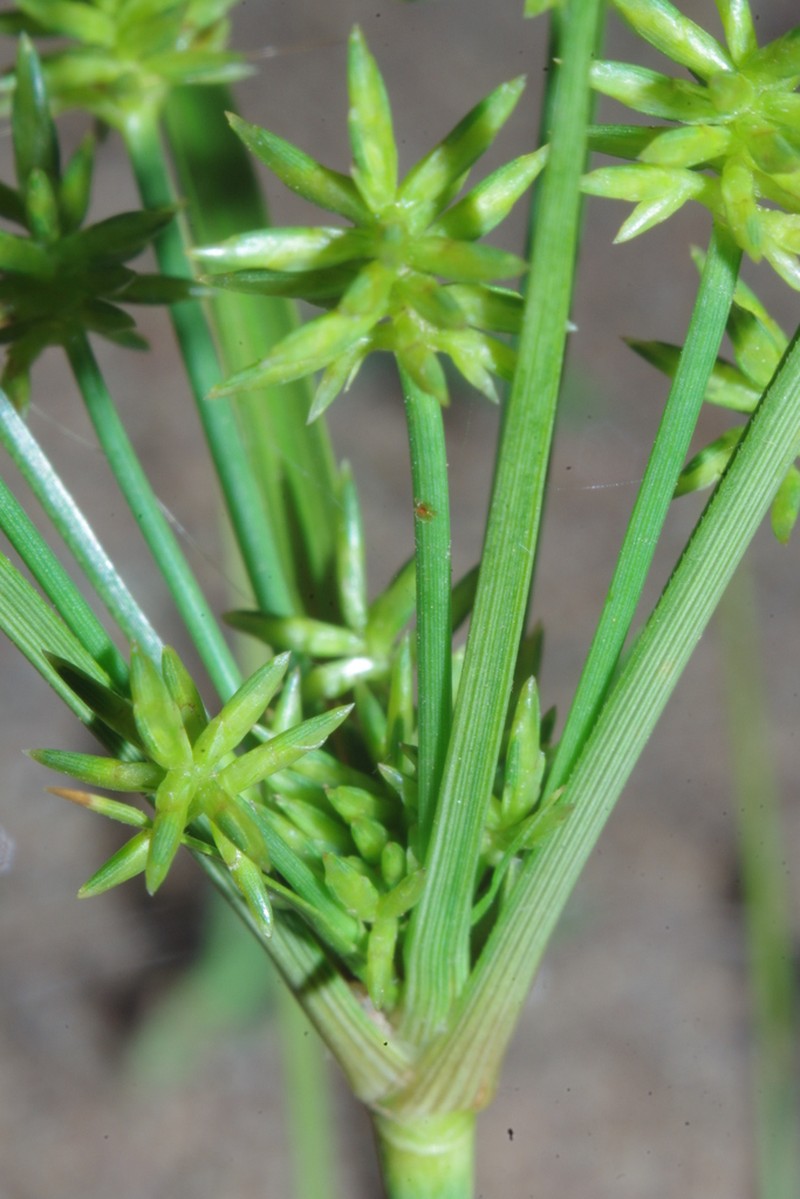 Gray's Flatsedge photo 5