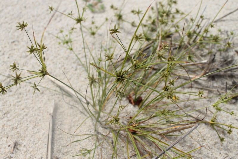 Gray's Flatsedge photo 6