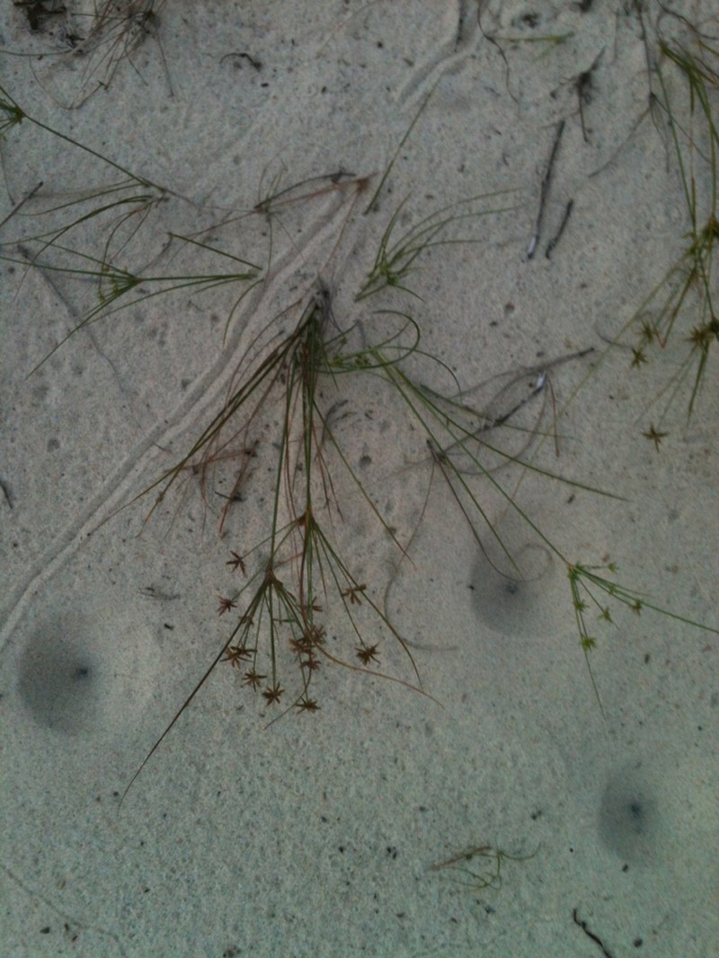 Gray's Flatsedge photo 7