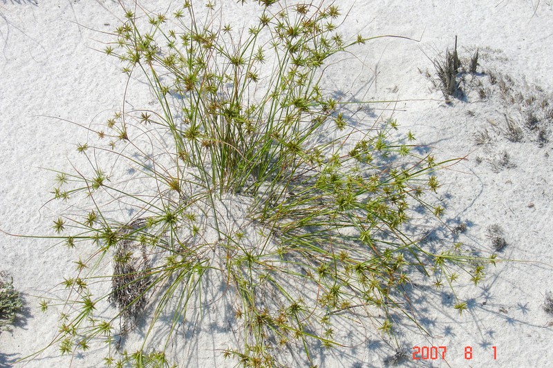 Gray's Flatsedge photo 8
