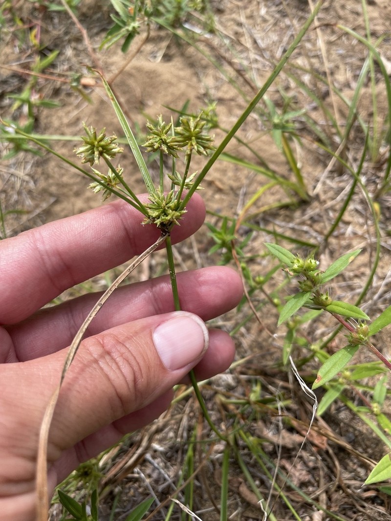 Cyperus grayioides photo 2