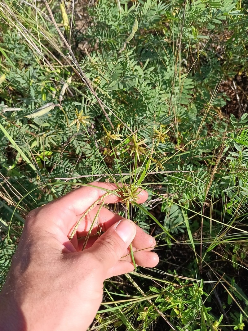 Cyperus grayioides photo 3